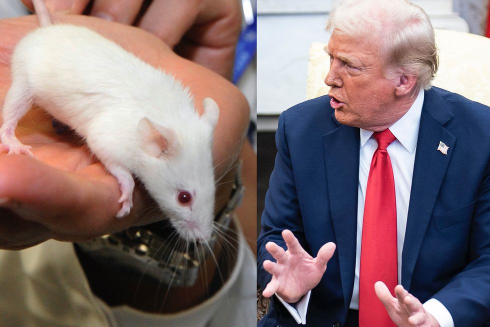 Trump admin mocks 'Fake News losers' after CNN is forced to correct fact-check on transgender mice