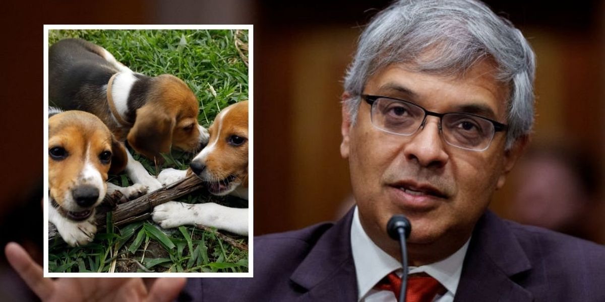 Trump’s NIH closes Fauci’s apparent puppy-torture lab after 40 years of sadistic experiments Trump’s NIH closes Fauci’s apparent puppy-torture lab after 40 years of sadistic experiments