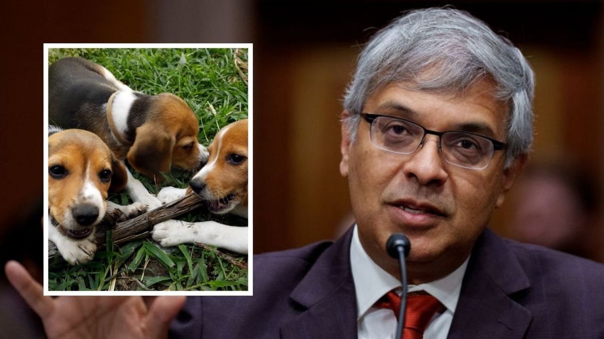 Trump's NIH closes Fauci's apparent puppy-torture lab after 40 years of sadistic experiments