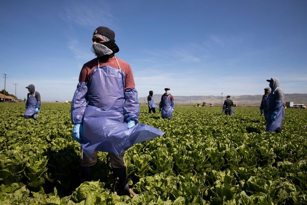 Trump’s ICE shields farmers from raids, then reverses course to deliver on mass deportation promise