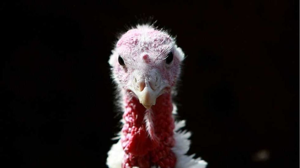 Turkey-hater's delight: 6 historic Thanksgiving substitutes