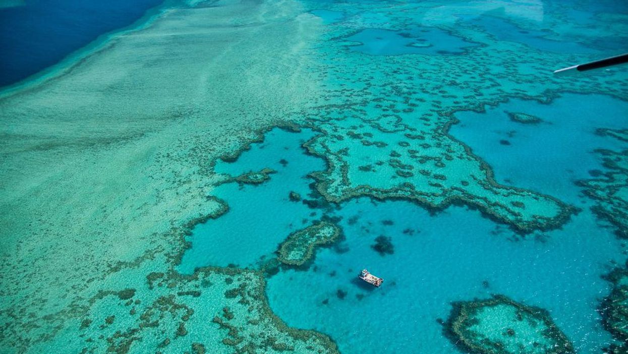 Two-thirds of Great Barrier Reef boast highest coral cover ever recorded despite previous reports of looming extinction of Australia's natural wonder