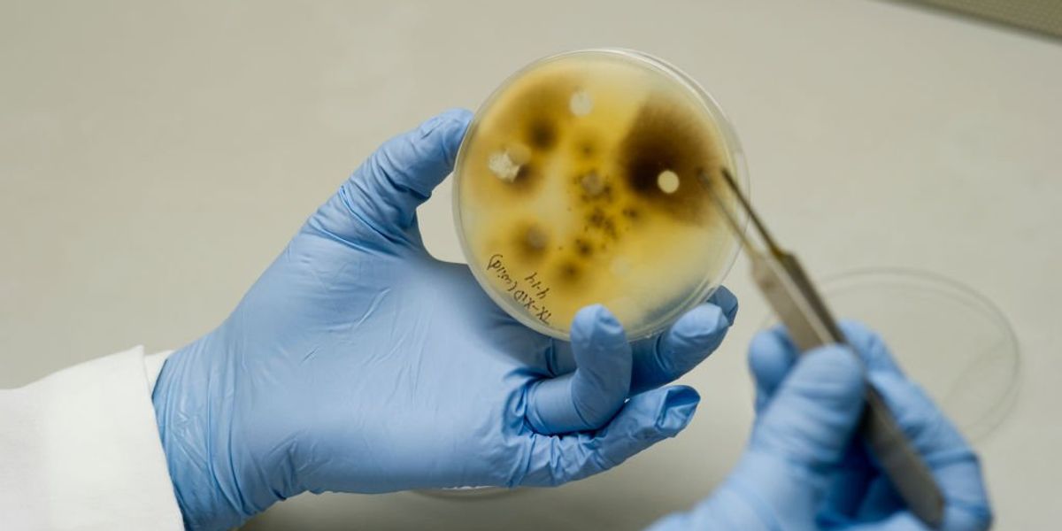 University of Michigan now under fire after Chinese scholars allegedly smuggle bio-weapon University of Michigan now under fire after Chinese scholars allegedly smuggle bio-weapon
