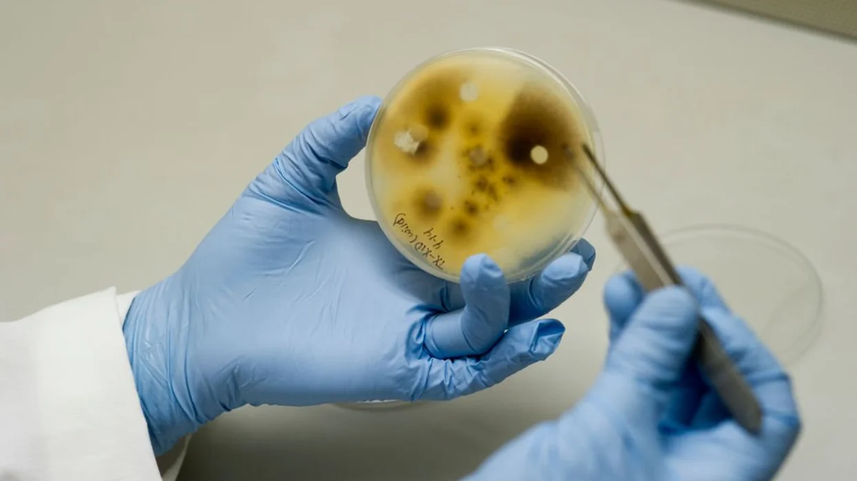University of Michigan now under fire after Chinese scholars allegedly smuggle bio-weapon
