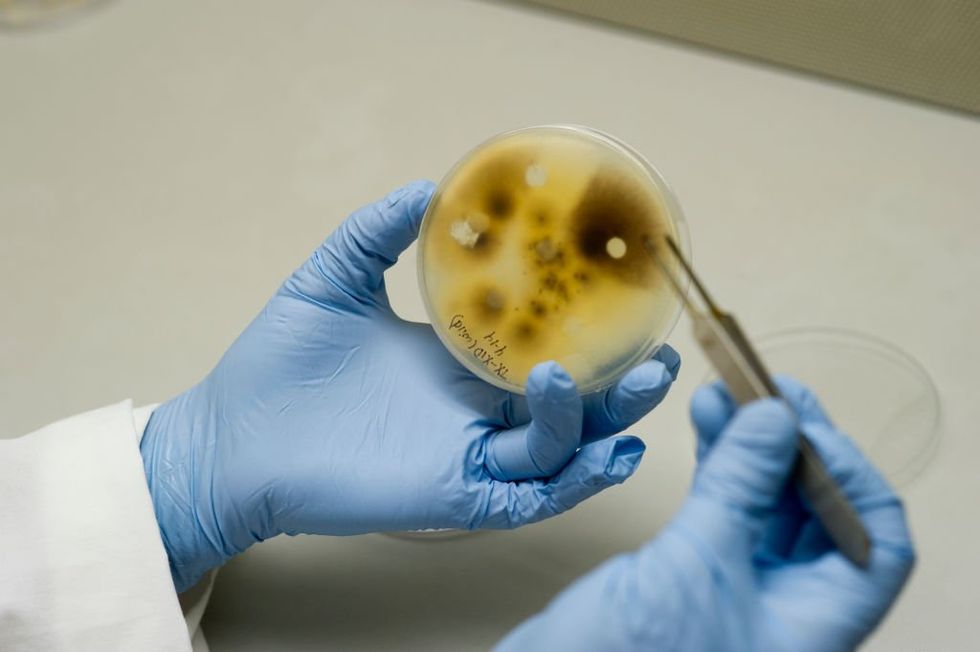 University of Michigan now under fire after Chinese scholars allegedly smuggle bio-weapon