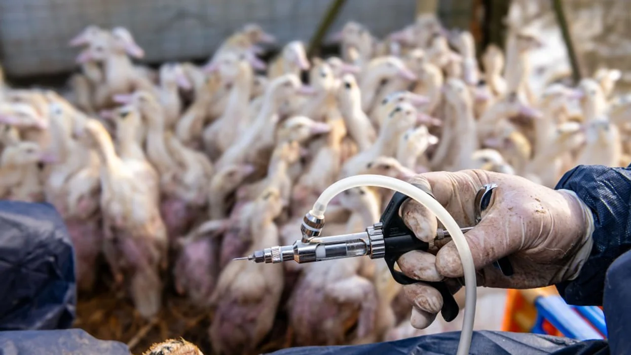 USDA exploring possibility of mass vaccinations for American poultry despite RFK Jr.'s warnings USDA exploring possibility of mass vaccinations for American poultry despite RFK Jr.'s warnings