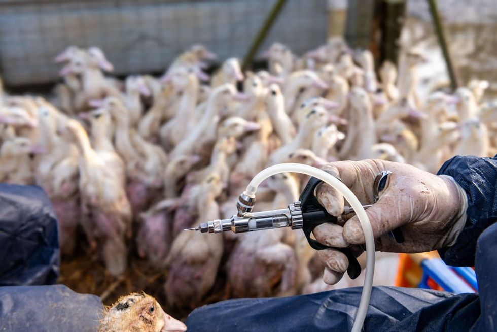 USDA exploring possibility of mass vaccinations for American poultry despite RFK Jr.'s warnings