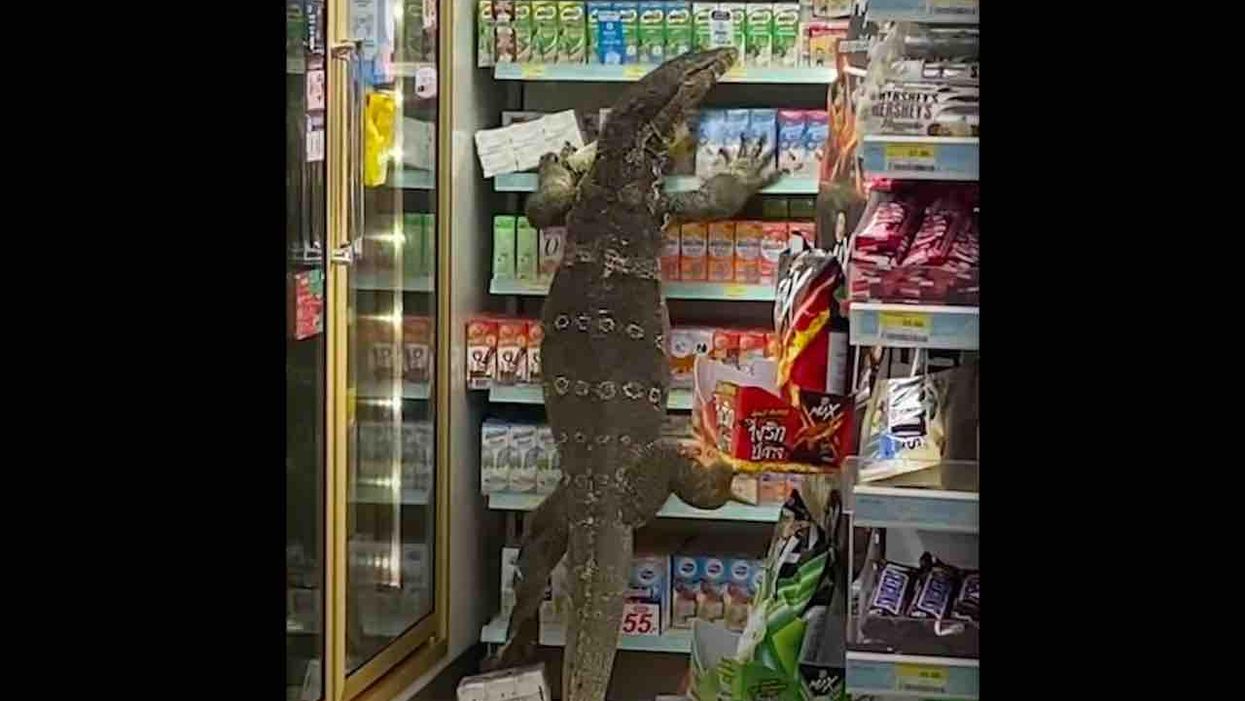 VIDEO: 6-foot-long monitor lizard invades 7-Eleven as shocked customers give it plenty of room to shop