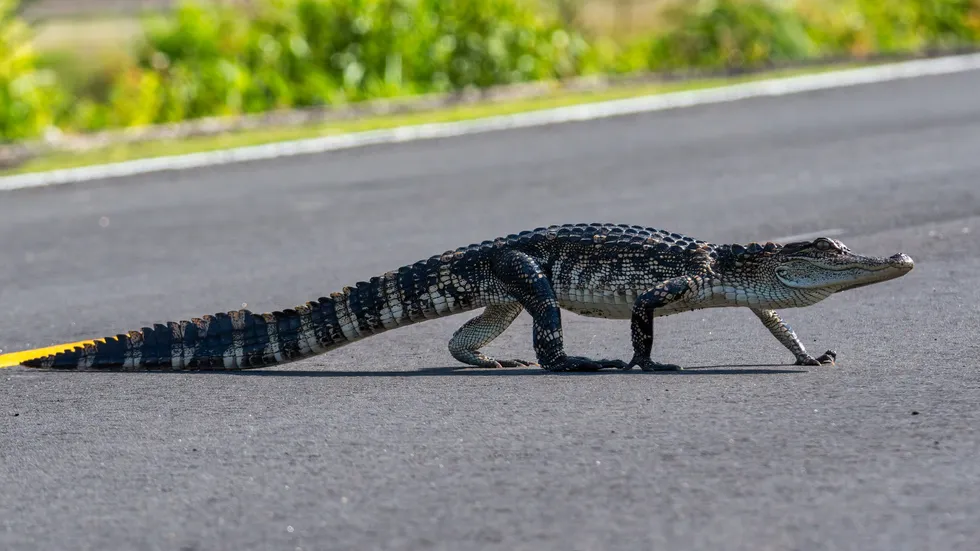 VIDEO: Florida motorcyclists sent 'flying' headfirst after colliding with alligator on highway