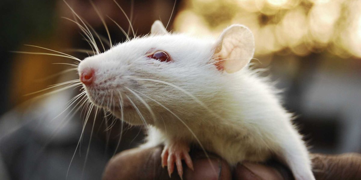VIDEO: Homeowner arrested over infestation of hundreds of rats inside NY house