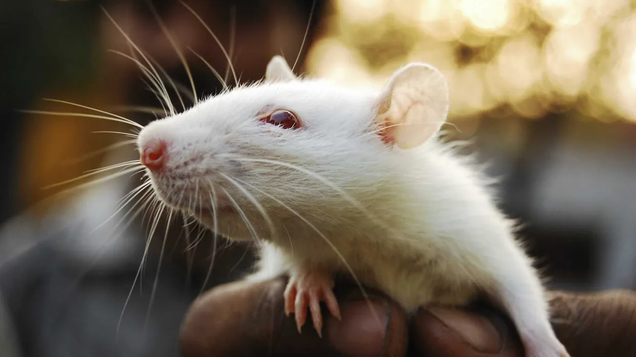 VIDEO: Homeowner arrested over infestation of hundreds of rats inside NY house