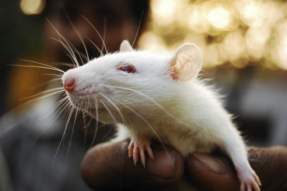 VIDEO: Homeowner arrested over infestation of hundreds of rats inside NY house