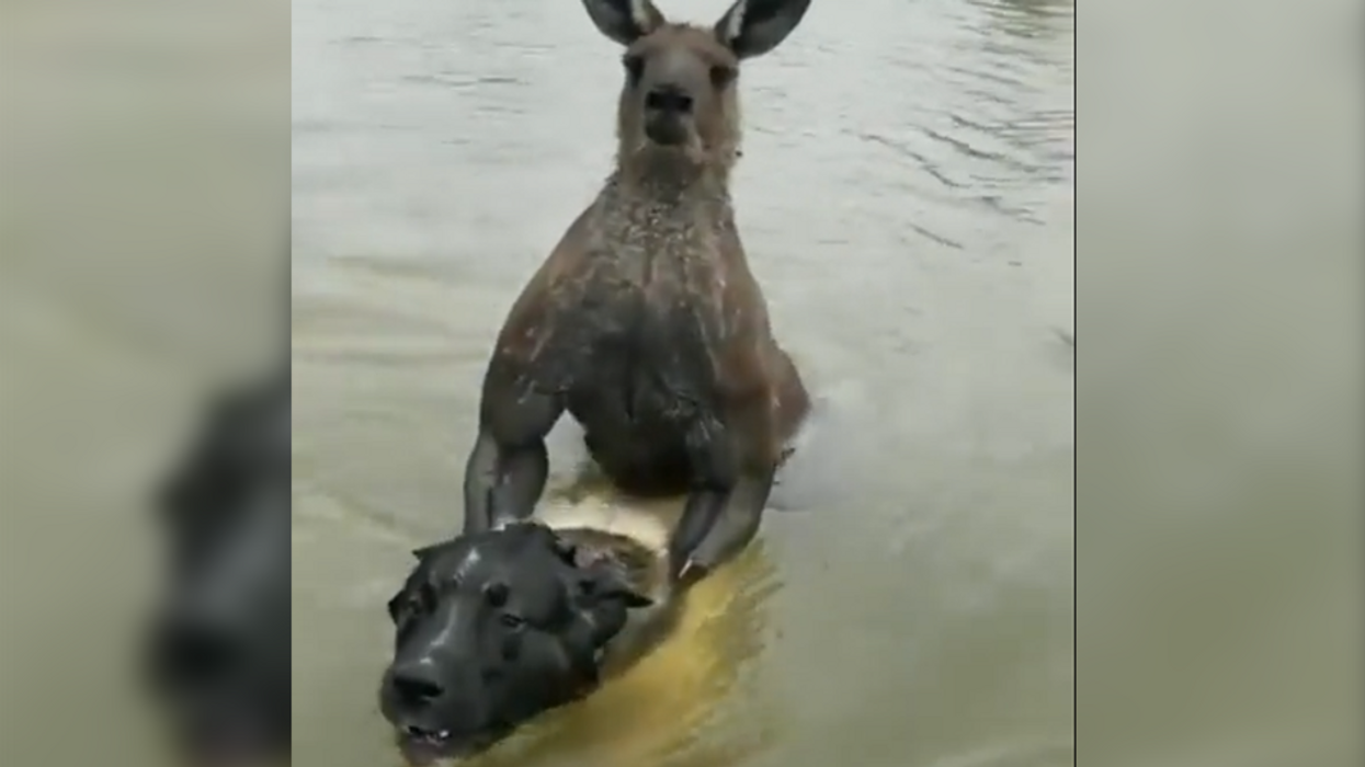 Video: Man fights off kangaroo that was trying to drown his dog in a river: 'Let go of my dog!'
