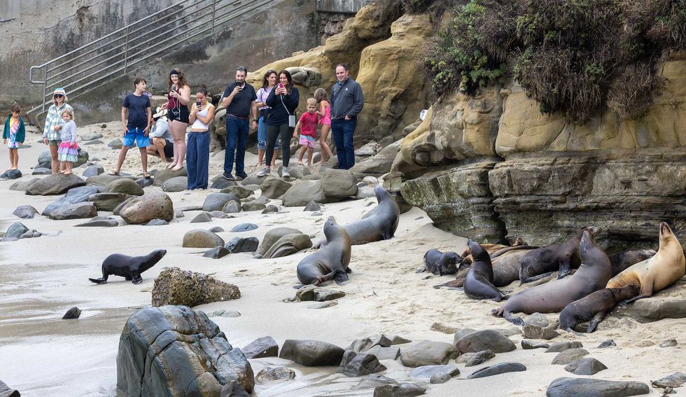 VIDEO: Park rangers kick foreigners out of famed La Jolla Cove for throwing rocks at protected sea lions