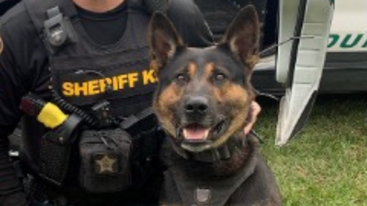 Violent suspect actually bites K-9's ear amid arrest, Florida sheriff says: 'You can't make this stuff up'