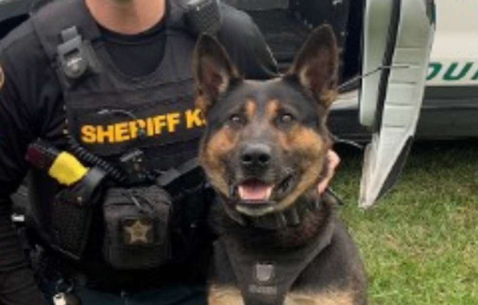Violent suspect actually bites K-9's ear amid arrest, Florida sheriff says: 'You can't make this stuff up'