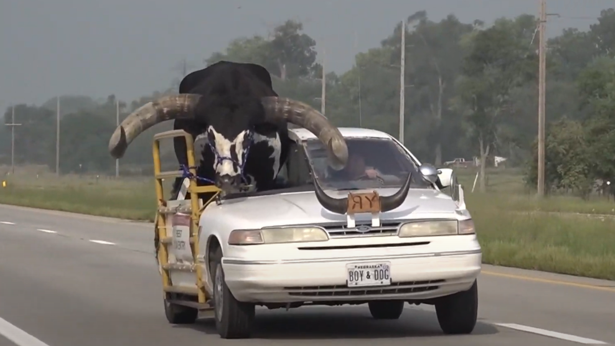 Viral video shows Nebraska man pulled over for having huge bull named 'Howdy Doody' riding shotgun in car