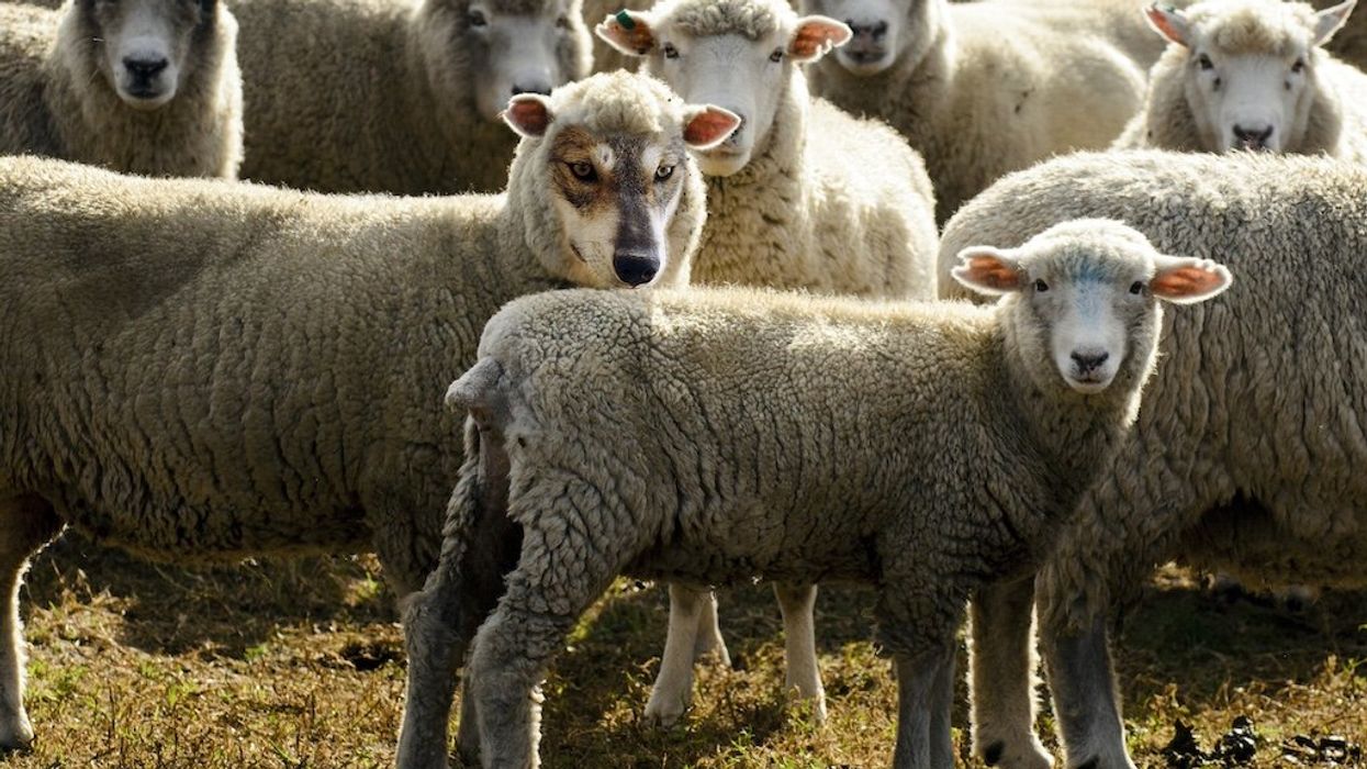 Voters beware: Centrist promises often mask a radical agenda