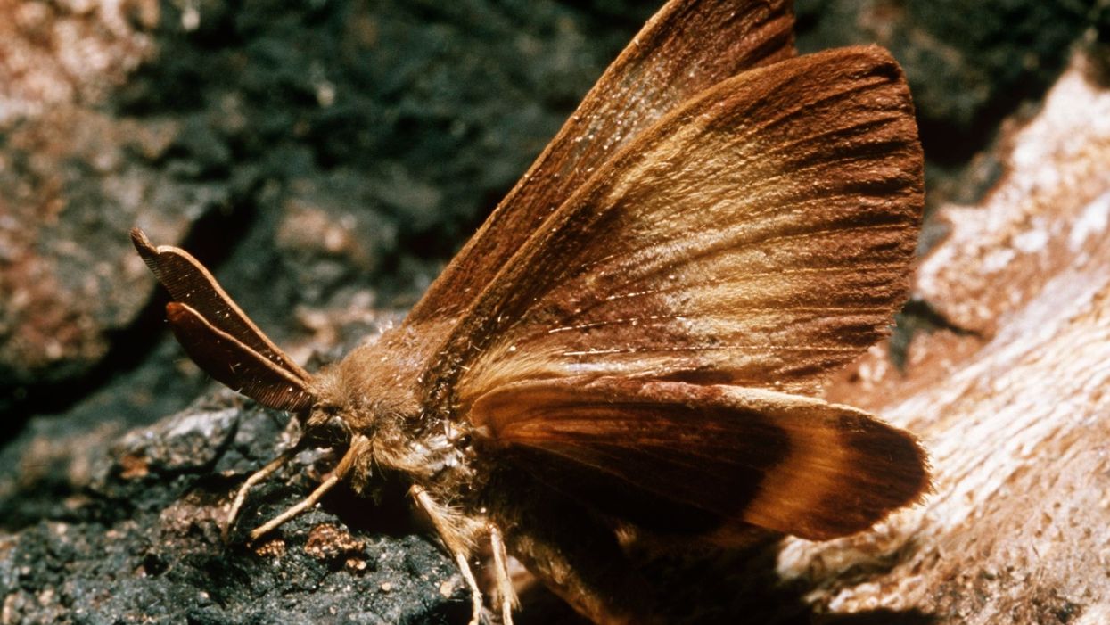 Washington state declares emergency over yet another devastating bug — and this is after the 'murder hornet' and the coronavirus