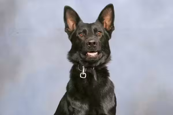 WATCH: Heroic police dog takes bullet for deputies – then makes stunning comeback that brings cops to their feet