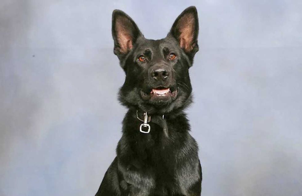 WATCH: Heroic police dog takes bullet for deputies — then makes stunning comeback that brings cops to their feet