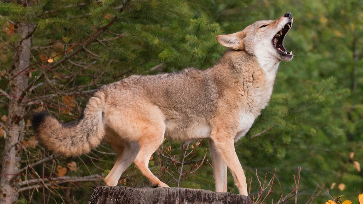 'Watch out! Watch out!' Chicago cop's encounter with surprise trespasser in Aldi refrigerated section goes viral