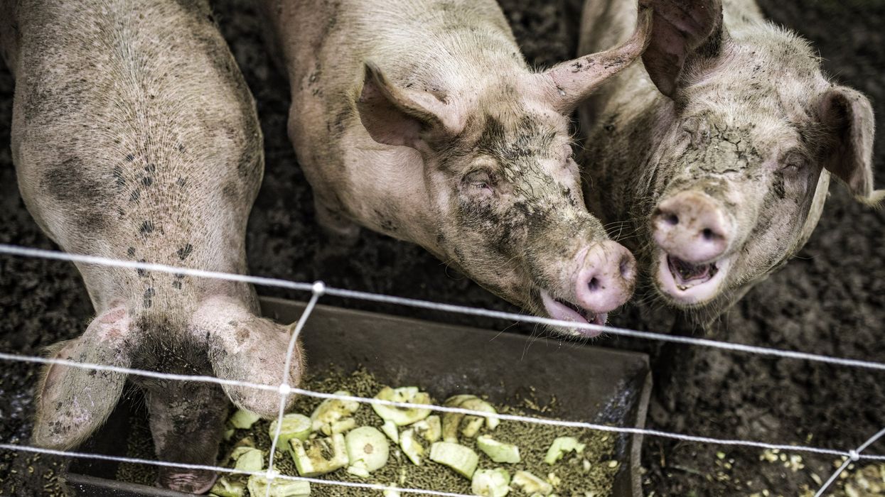 While Americans are tightening their belts, the government is a pig feeding at the trough