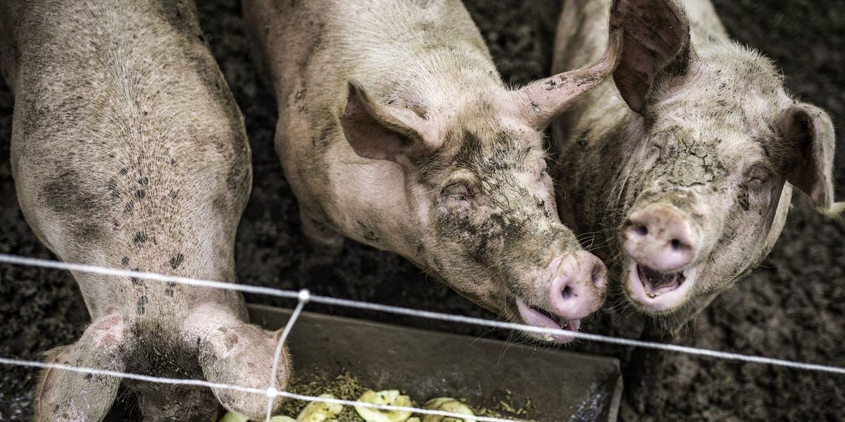 NextImg:While Americans are tightening their belts, the government is a pig feeding at the trough | Blaze Media