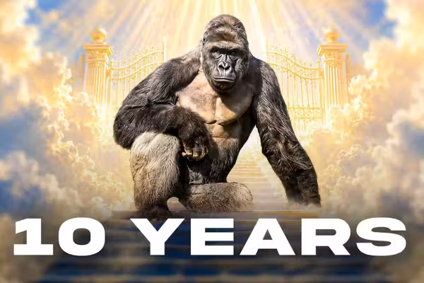 White House commemorates death of Harambe, the much-memed gorilla — and liberals GO APE