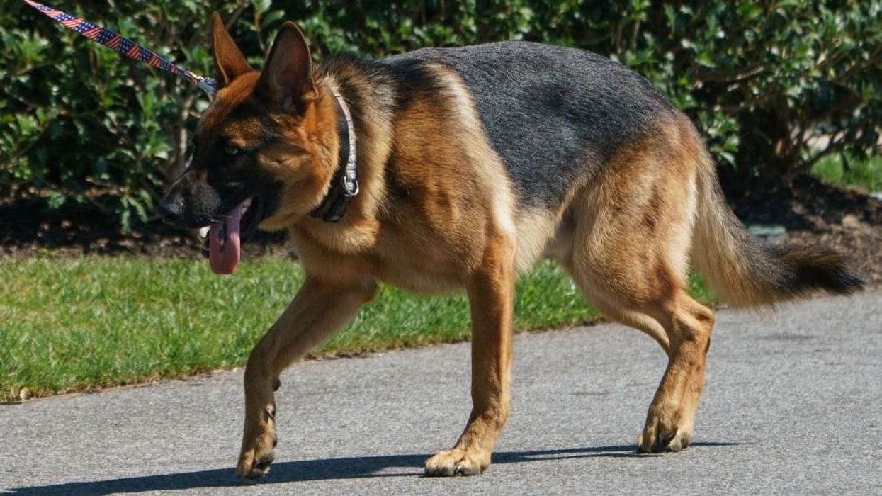 White House offers laughable excuse after Biden's dog bites multiple Secret Service agents: 'Stressful for all of us'