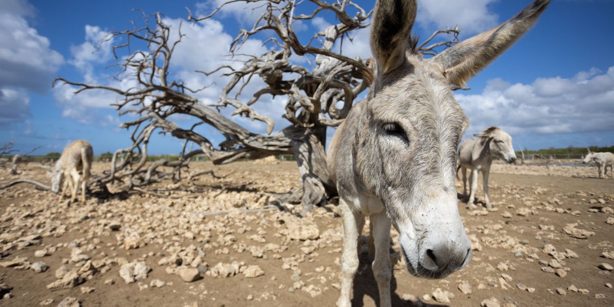 Who can lead the Democrats out of the wilderness? Who can lead the Democrats out of the wilderness?
