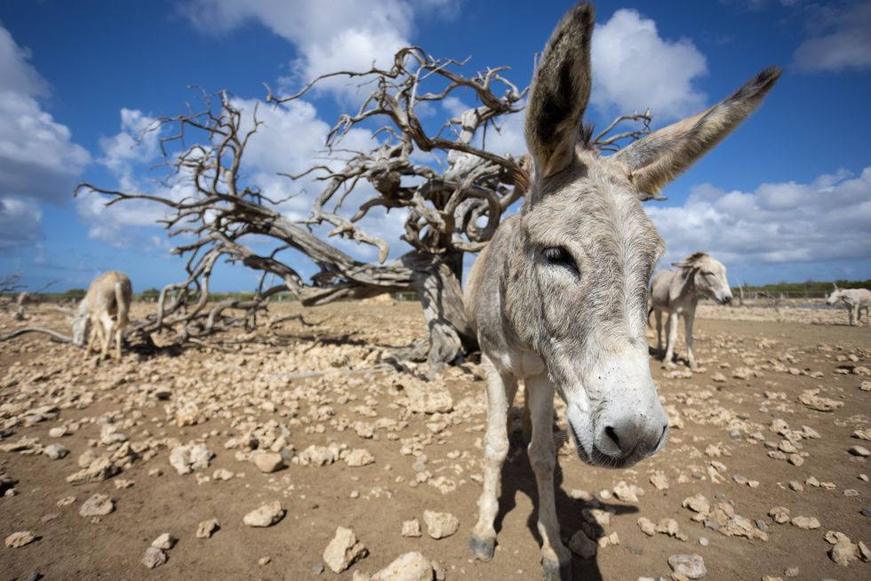 Who can lead the Democrats out of the wilderness?