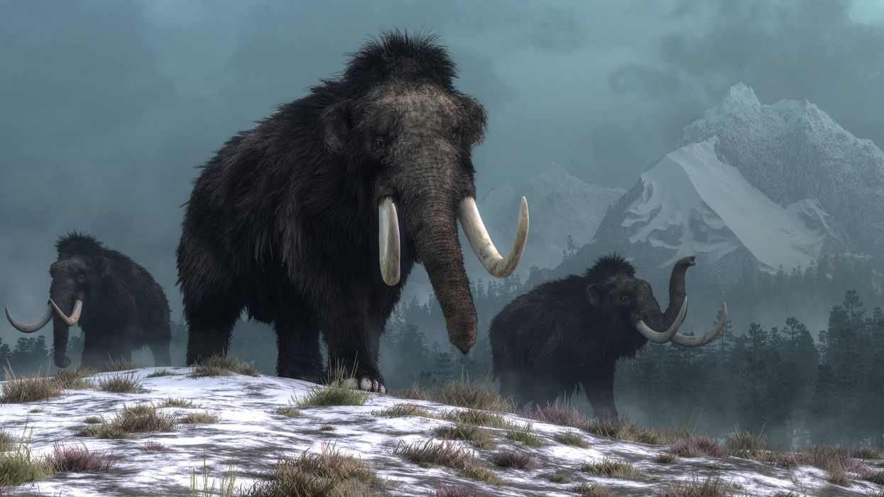 Why are the CIA and a sketchy gene company trying to resurrect the woolly mammoth?
