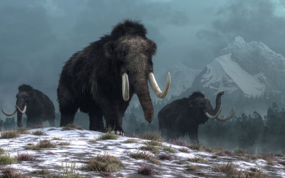 Why are the CIA and a sketchy gene company trying to resurrect the woolly mammoth?