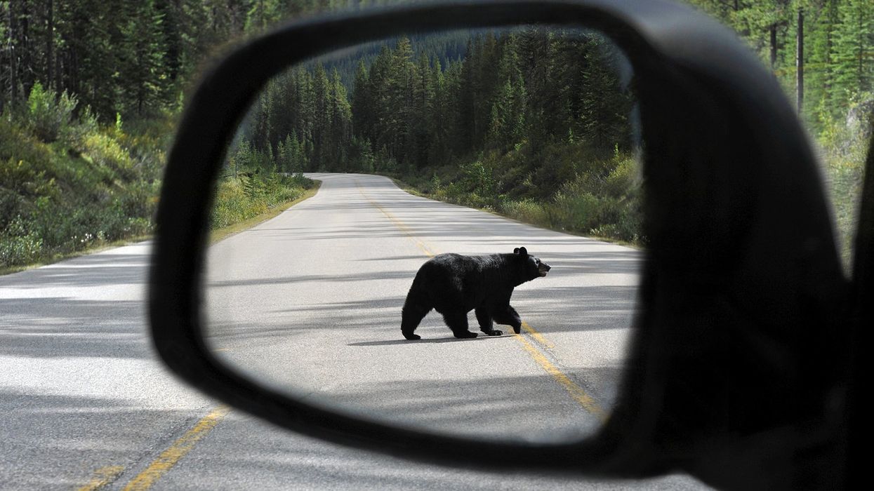 Wild attacks on luxury cars puzzle insurance officials — until wildlife expert notices something odd about 'bear' on video