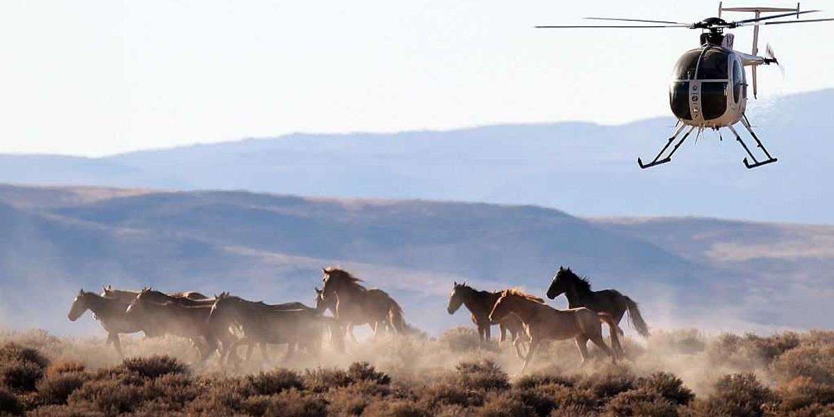 Wild horses ripped from Nevada’s plains — and into US beef
