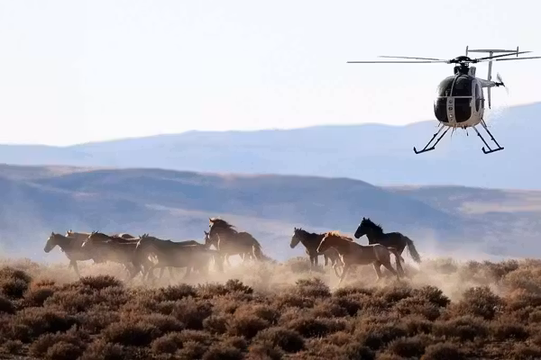 Wild horses ripped from Nevada’s plains — and into US beef