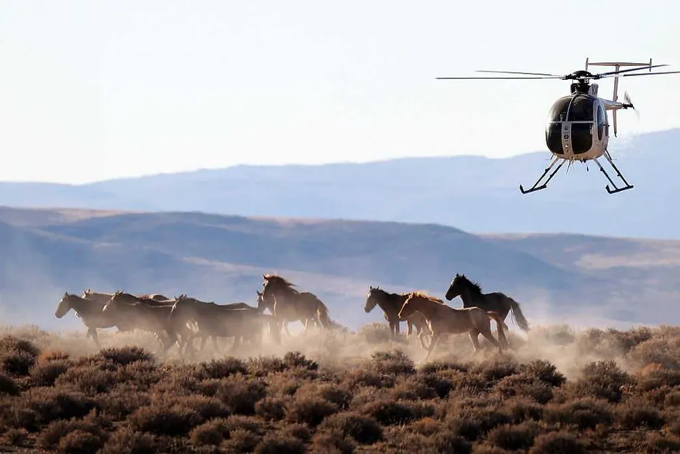 Wild horses ripped from Nevada’s plains — and into US beef