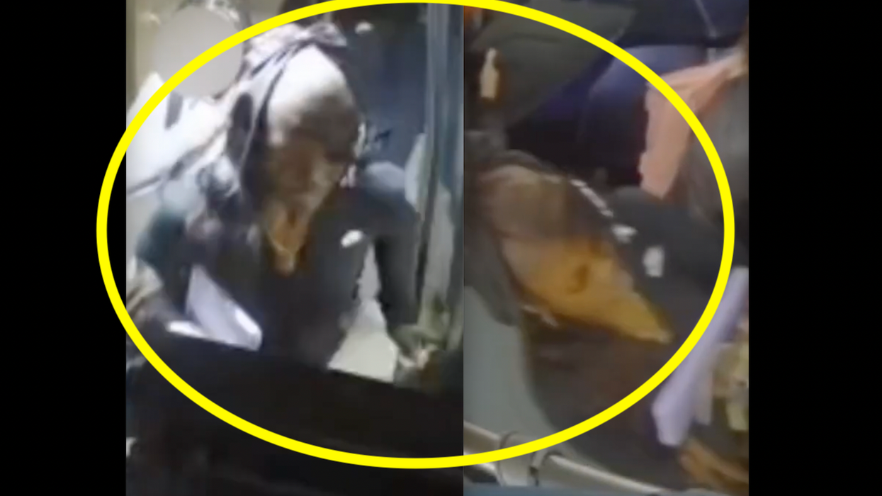 Woman curses out, punches 8-year-old in face because kid was 'looking' at her on bus; child's mother fights attacker: Cops