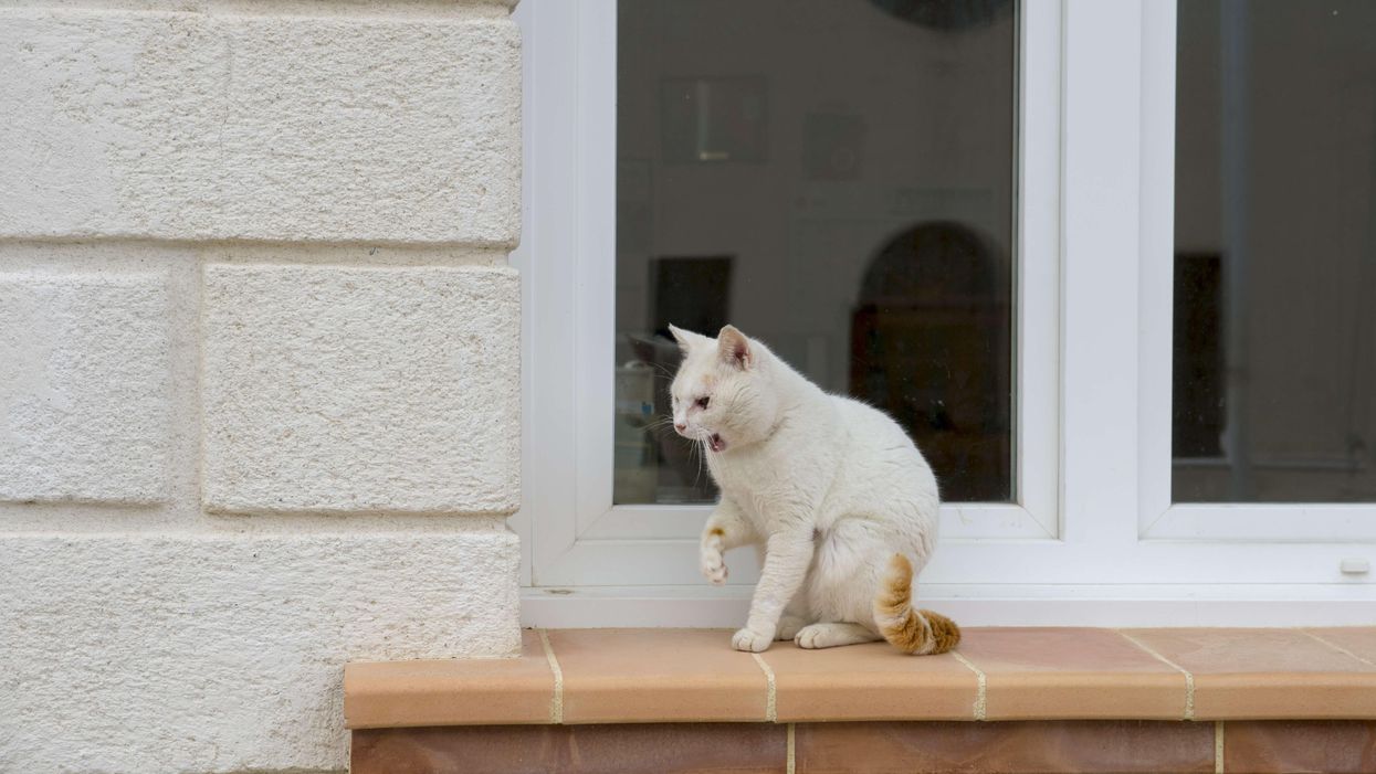 Woman marries her cat to circumvent rental restrictions